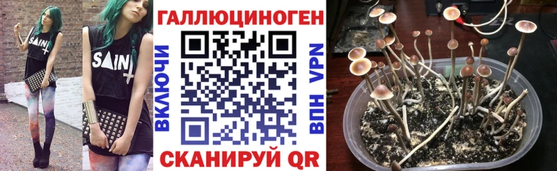 kraken онион  Кимовск  Псилоцибиновые грибы прущие грибы 